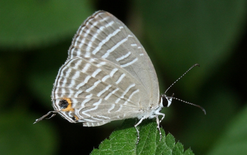 Common Cerulean